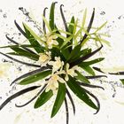 Flora Gorgeous Orchid image number null