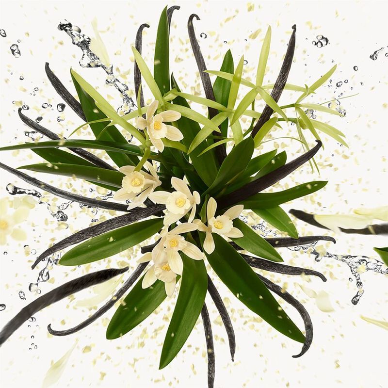 Flora Gorgeous Orchid image number null