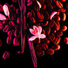 Black Opium  image number null