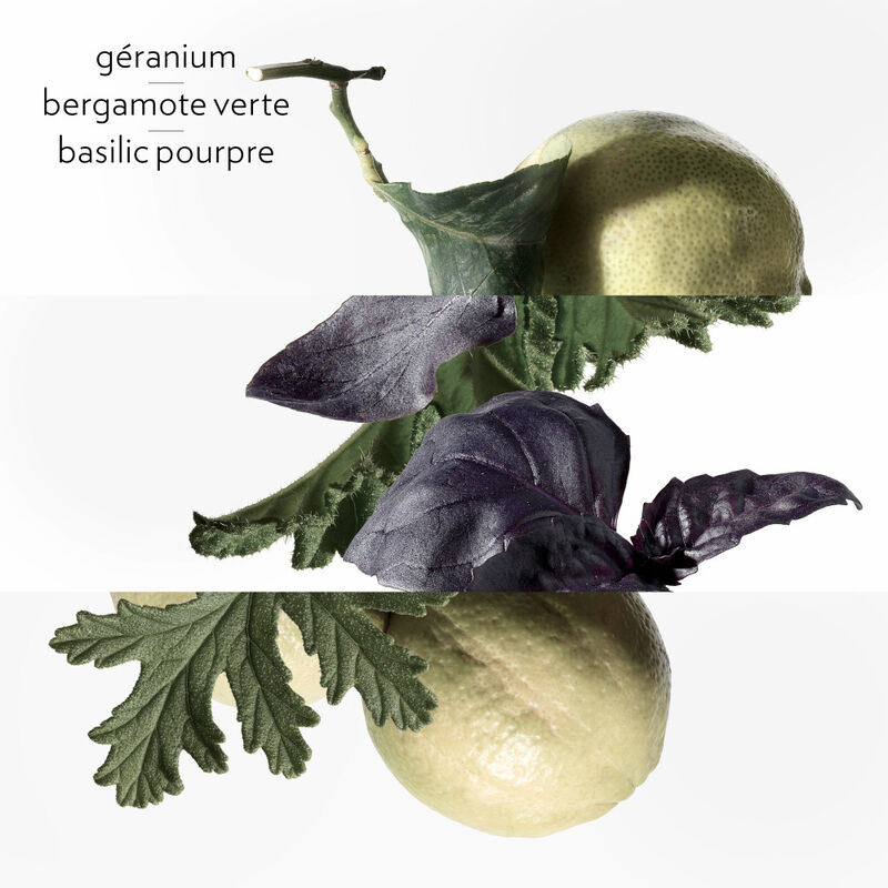 Eau de Basilic Pourpre image number null