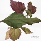 Eau des Merveilles Bleue image number null