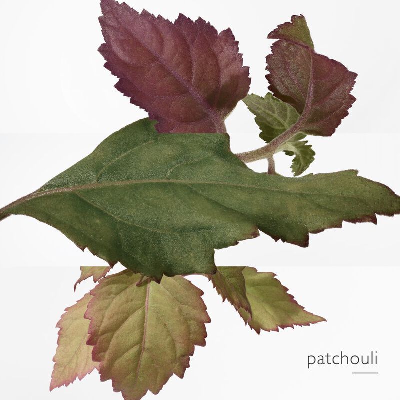 L'Ambre des Merveilles image number null