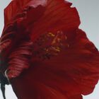 Red Hibiscus Cologne Intense Pre-Pack image number null