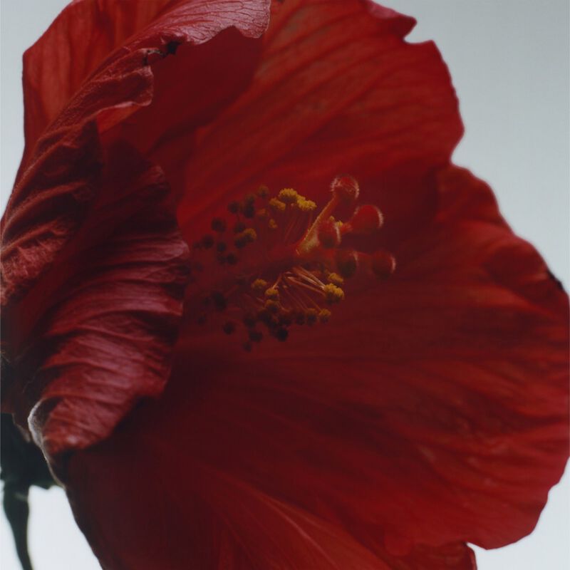 Red Hibiscus Cologne Intense Pre-Pack image number null