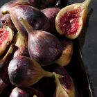 K by D&G Intense image number null