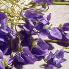 Dolce Violet image number null