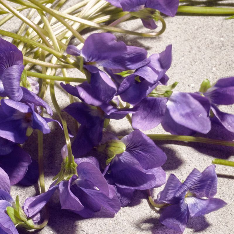 Dolce Violet image number null