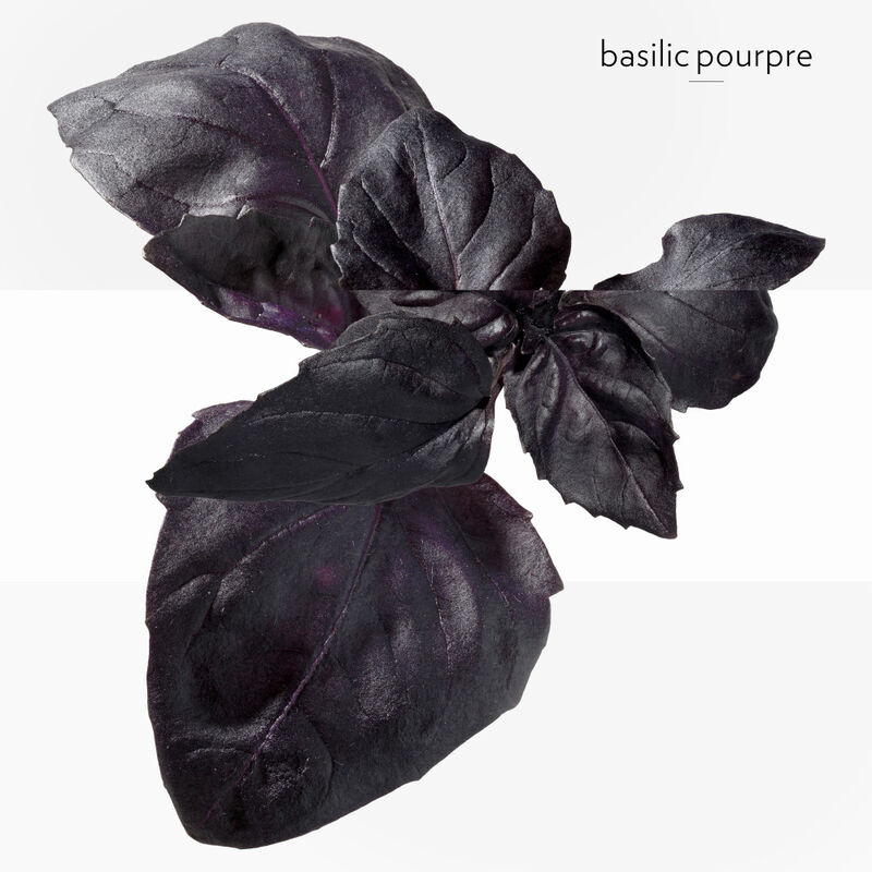 Eau de Basilic Pourpre image number null