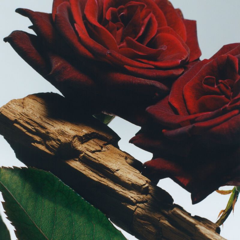 Velvet Rose & Oud Body Creme image number null