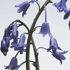 Wild Bluebell Body & Hand Wash image number null