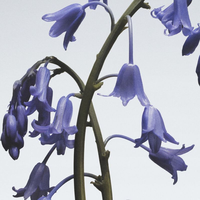 Wild Bluebell Body & Hand Wash image number null