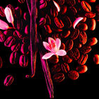 Black Opium  image number null