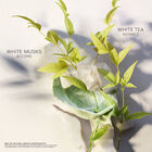 Eau Parfumée Thé Blanc image number null