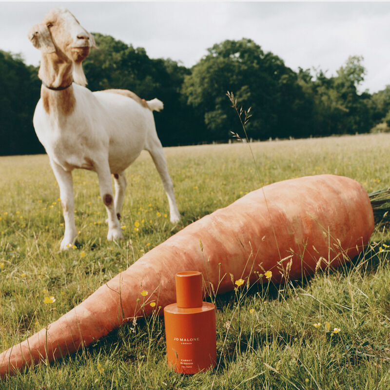 Carrot Blossom Cologne  image number null