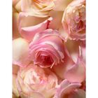 Romance  image number null