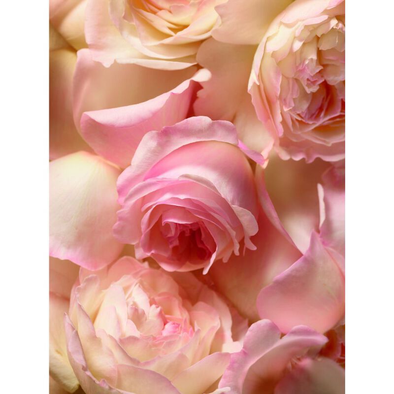 Romance  image number null