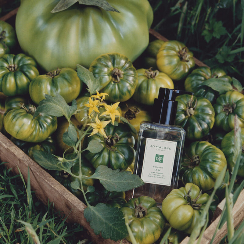 Green Tomato Leaf Hand Wash image number null