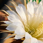 Precious Bright Cream image number null