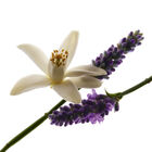 Libre  image number null