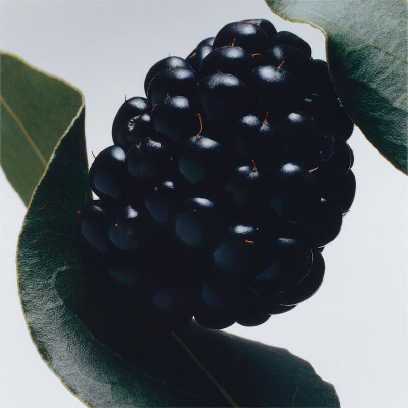 Blackberry & Bay Car Diffuser Refill image number null