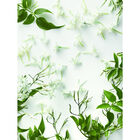 Romance  image number null