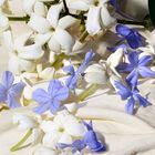 Dolce Blue Jasmine image number null