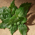 Devotion image number null