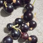 Dolce Violet image number null