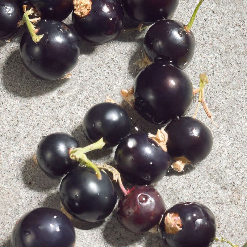 Dolce Violet image number null