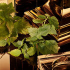 The One for Men Gold Intense image number null