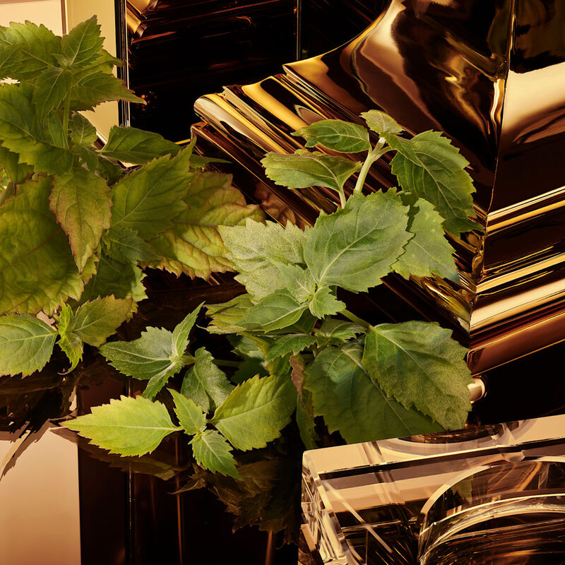 The One for Men Gold Intense image number null