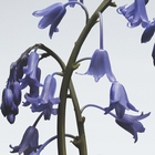 Wild Bluebell Body & Hand Lotion image number null