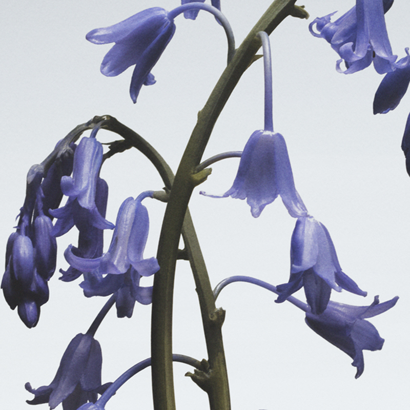 Wild Bluebell Body & Hand Lotion image number null