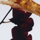 Dark Amber & Ginger Lily Cologne Intense image number null