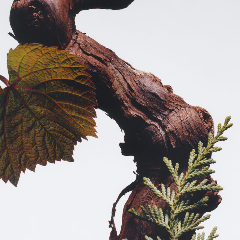 Cypress & Grapevine Cologne Intense image number null