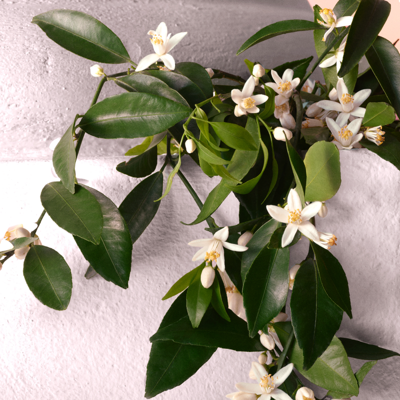 Devotion Intense  image number null