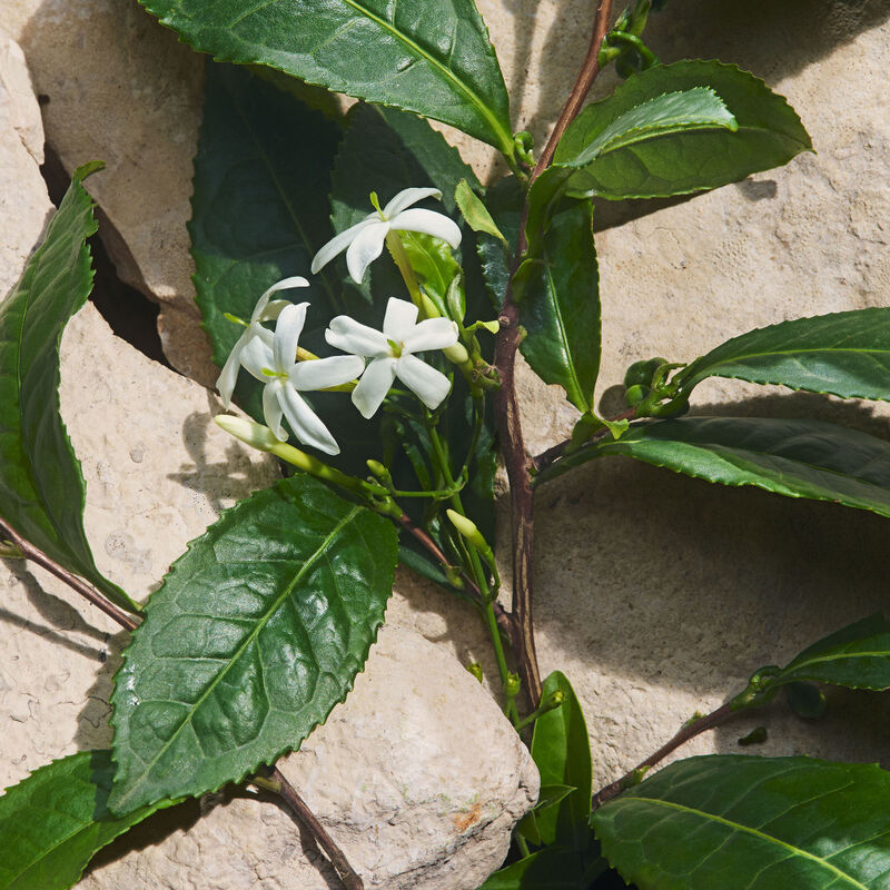 Light Blue Capri In Love Female image number null