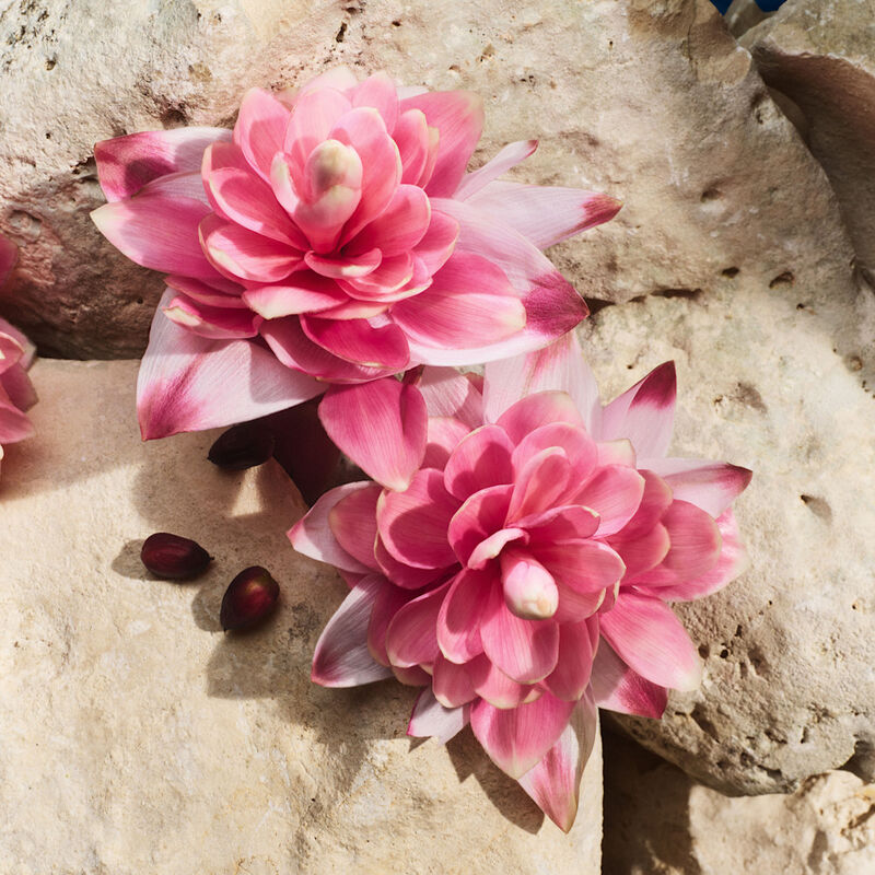 Light Blue Capri In Love Female image number null