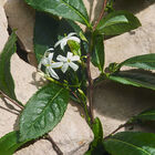 Light Blue Capri In Love Female image number null