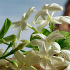 Q By Dolce Gabbana image number null